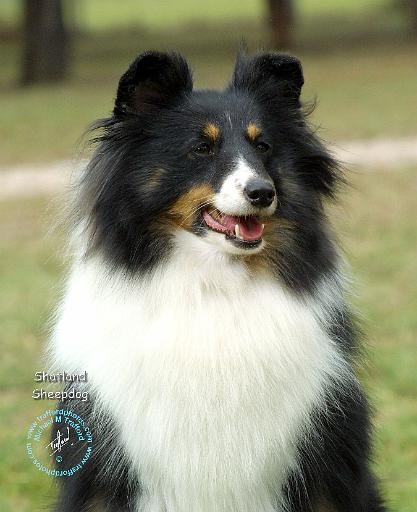 Shetland Sheepdog 9J089D-19.JPG